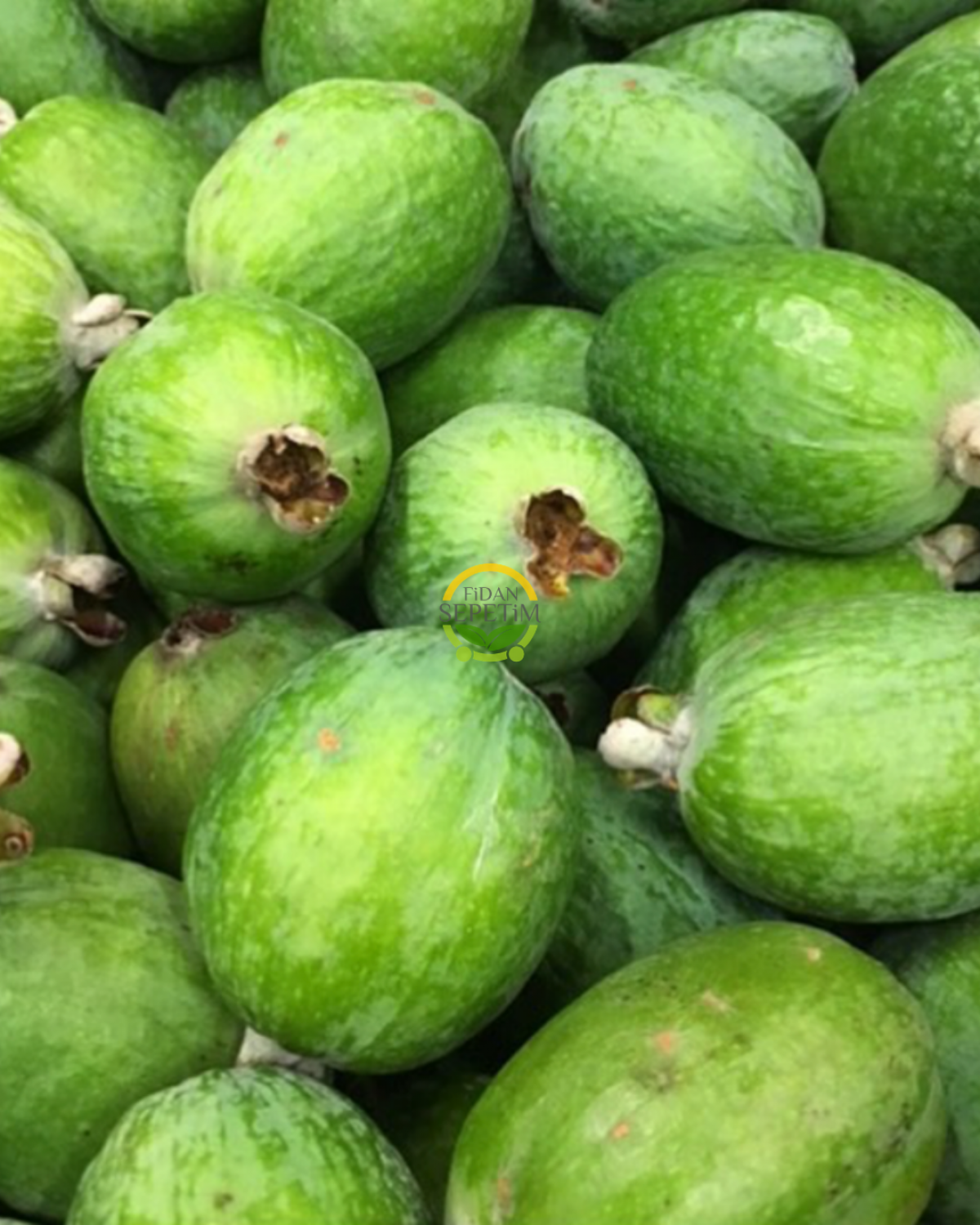 6 Yaş Feijoa (Kaymak Ağacı) Fidanı