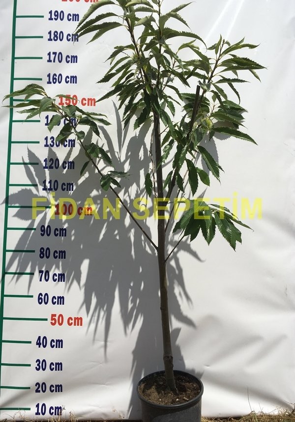 6 Yaş Hacı Ömer Kestane Fidanı 6 Yaş Hacı Ömer Kestane Fidanı