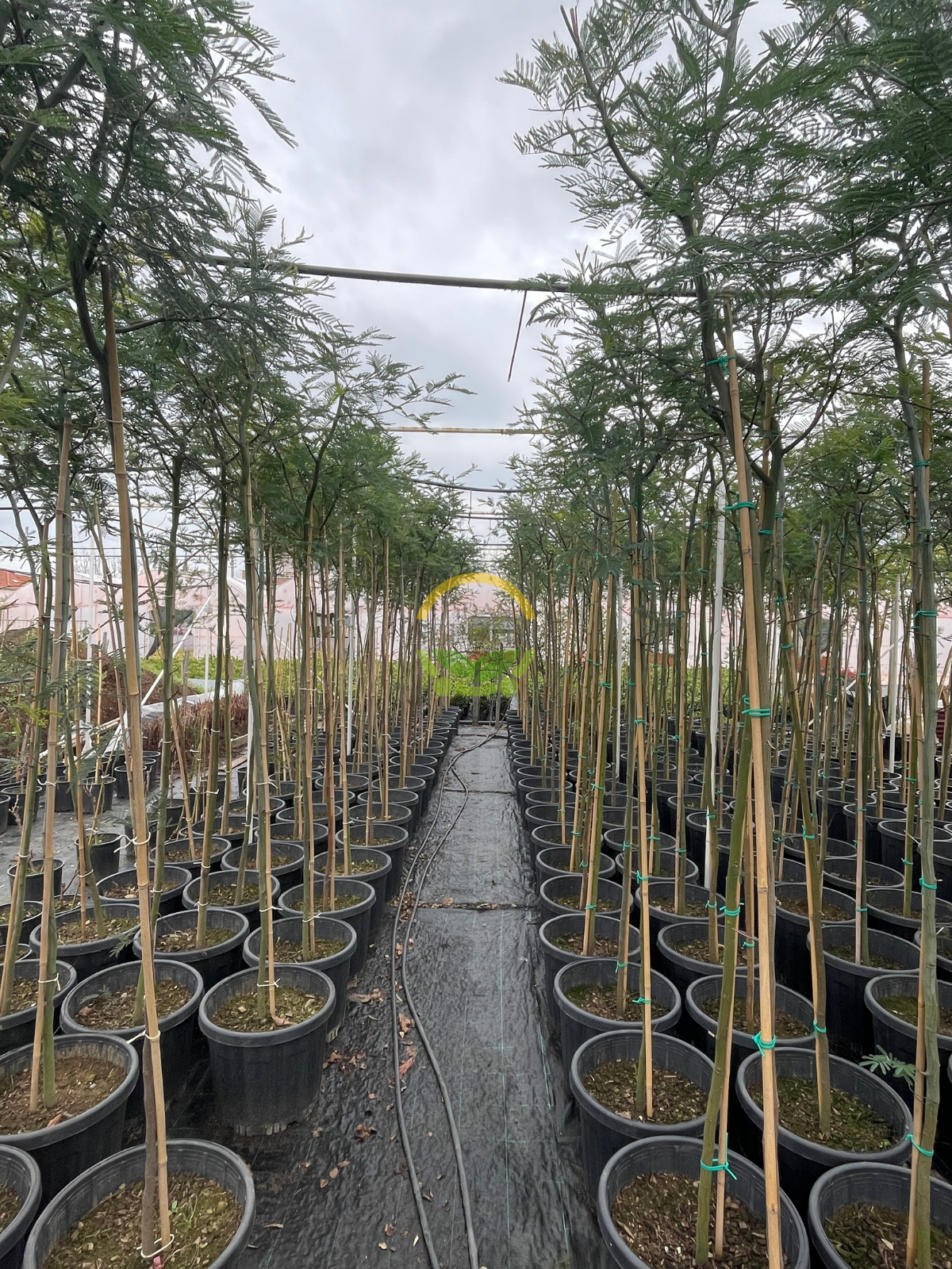 6 Yaş Mimoza Ağacı Fidanı - Gümüşi akasya (Acacia dealbata) 6 Yaş Mimoza Ağacı Fidanı - Gümüşi akasya (Acacia dealbata)