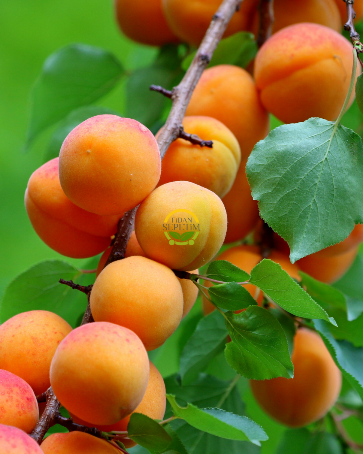 6 Yaş Şekerpare Kayısı Fidanı 'Rootball'