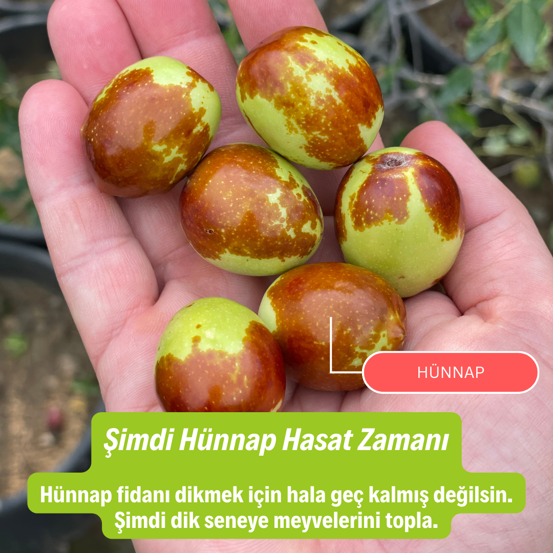6 Yaş Ufak Meyveli Hünnap Fidanı