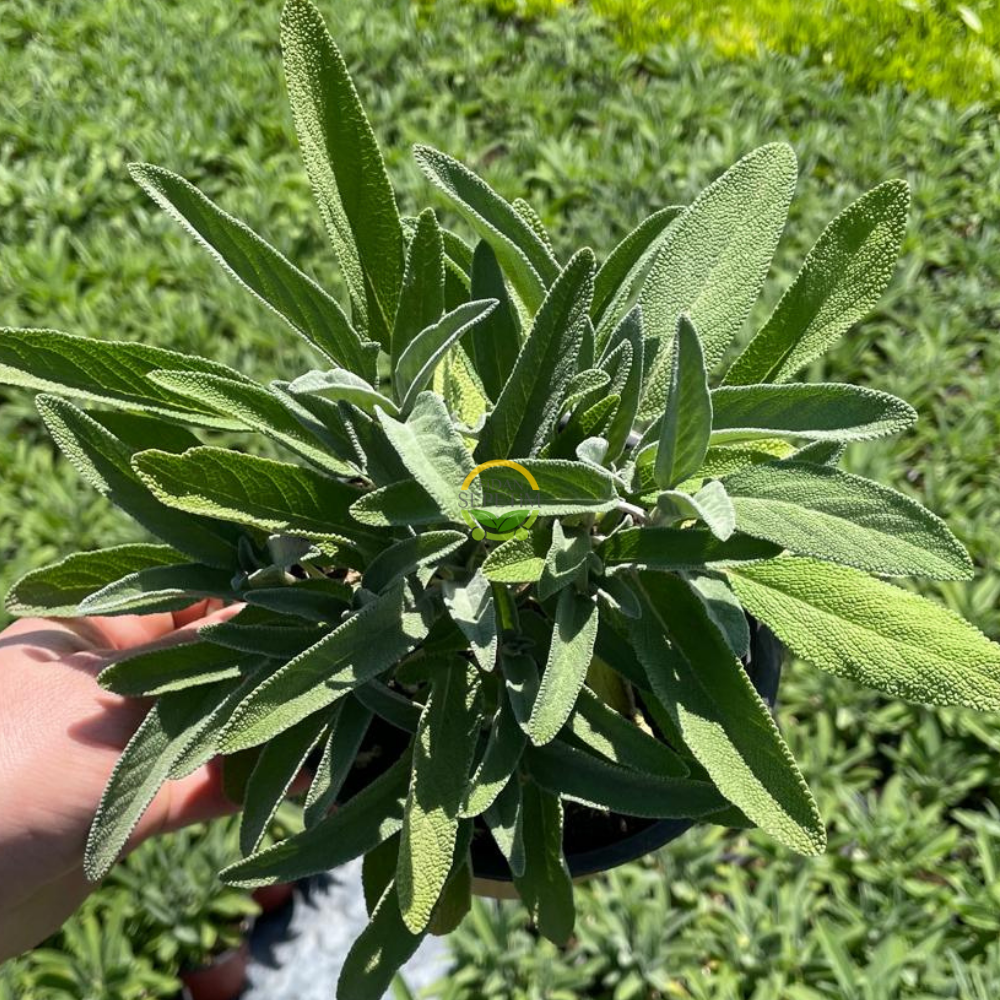 Adaçayı Fidesi 'Salvia Officinalis' 3 Adet