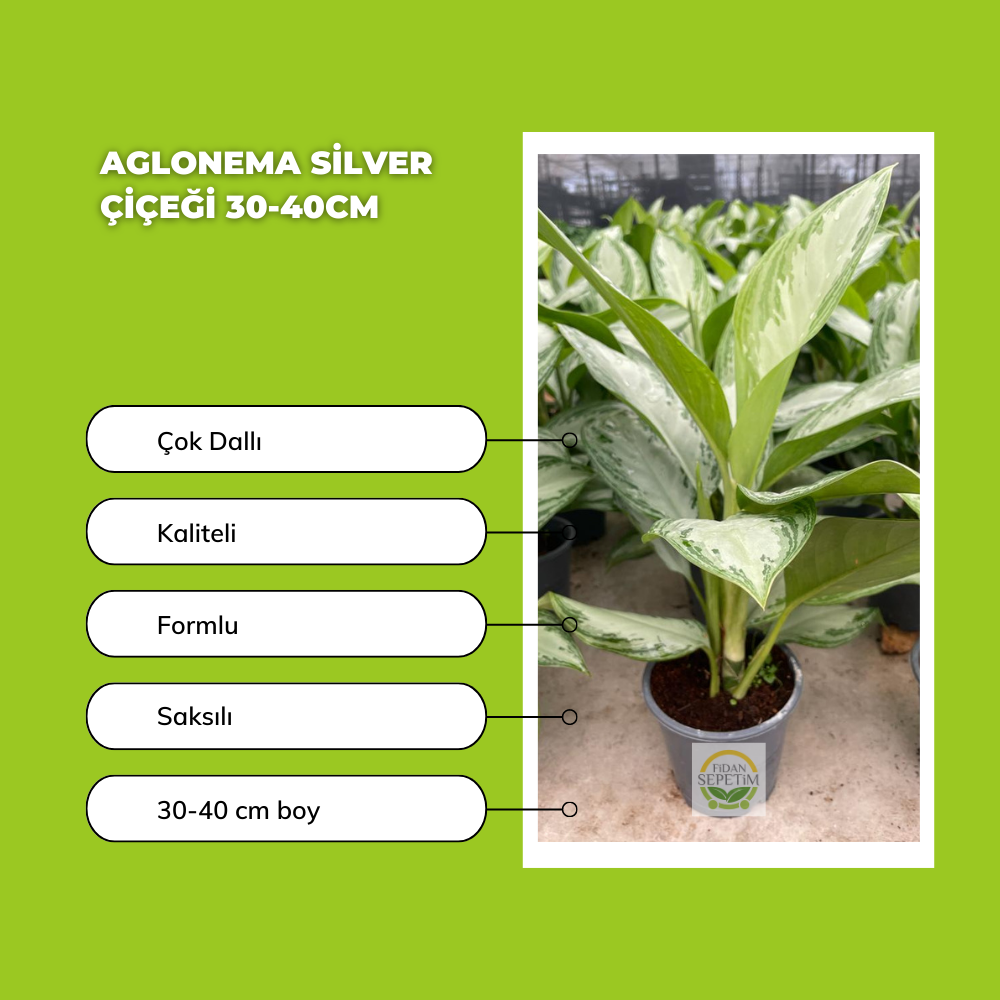 Aglonema Silver Çiçeği 30-40cm Aglonema Silver Çiçeği 30-40cm