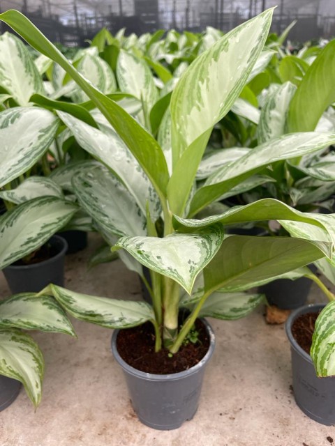 Aglonema Silver Çiçeği 30-40cm Aglonema Silver Çiçeği 30-40cm