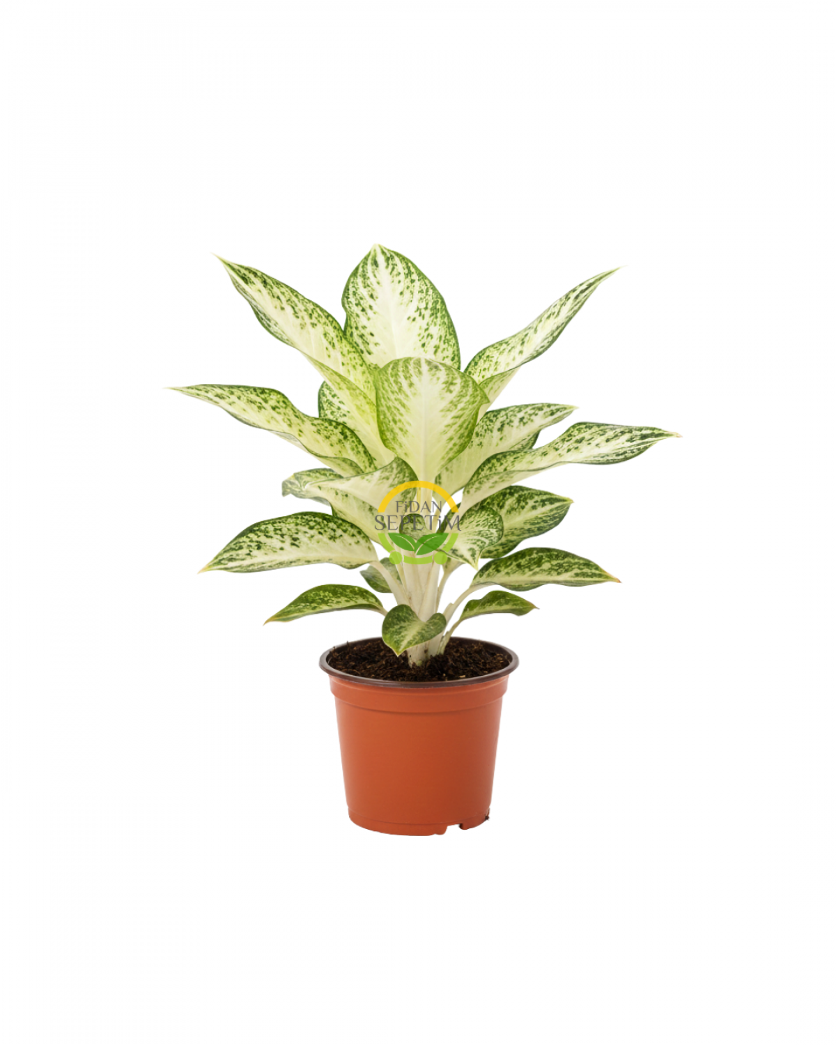 Aglonema Silver Çiçeği 30-40cm Aglonema Silver Çiçeği 30-40cm