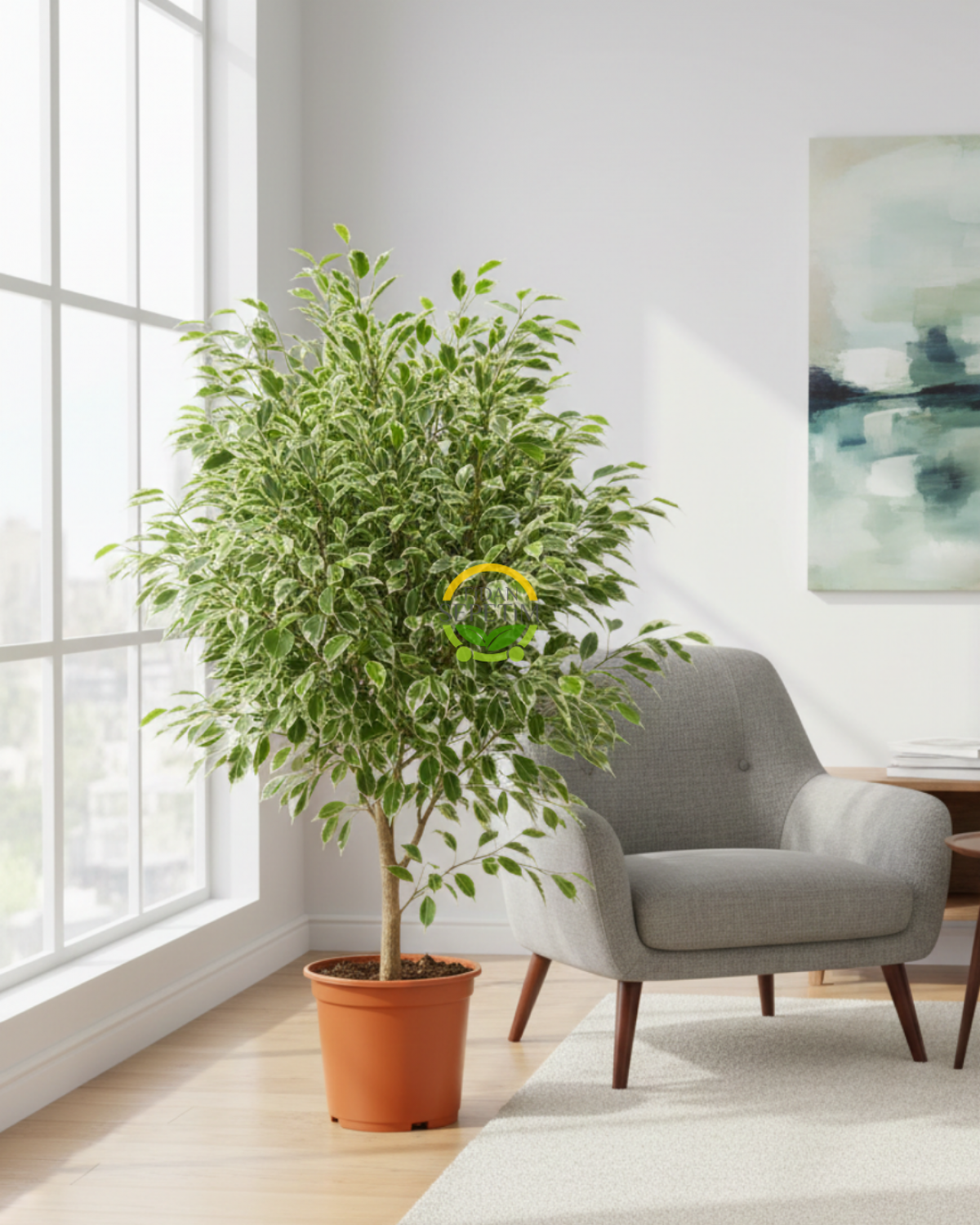 Alaca Renk Ficus Benjamin Bitkisi 'Golden King'