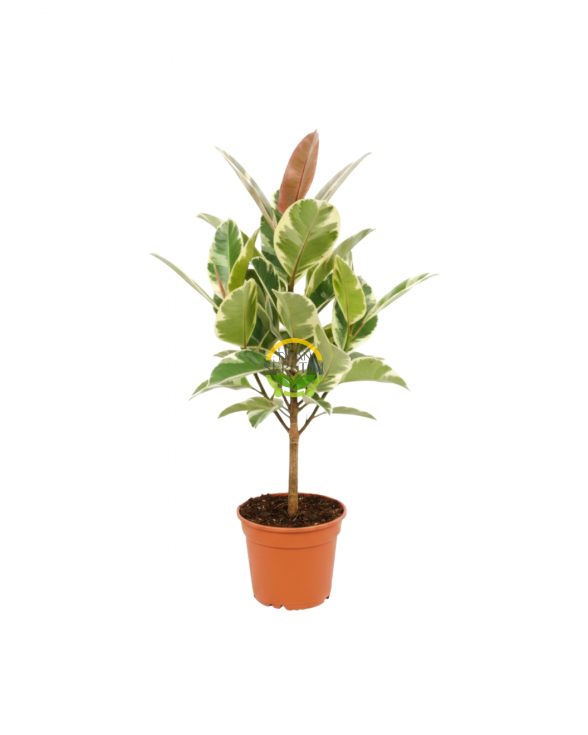 Alacalı Kauçuk Bitkisi 60-80cm Alacalı Kauçuk Bitkisi 60-80cm