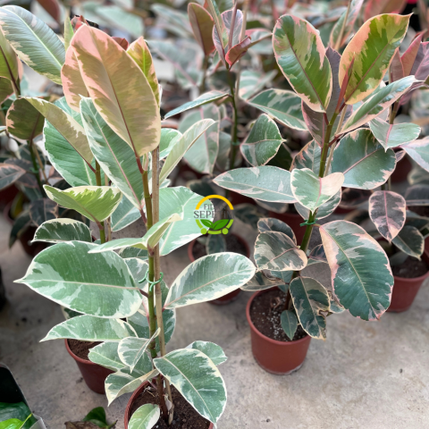 Alacalı Kauçuk Bitkisi 60-80cm Alacalı Kauçuk Bitkisi 60-80cm