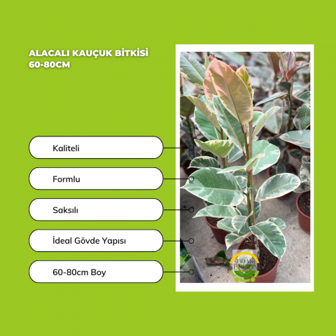 Alacalı Kauçuk Bitkisi 60-80cm Alacalı Kauçuk Bitkisi 60-80cm