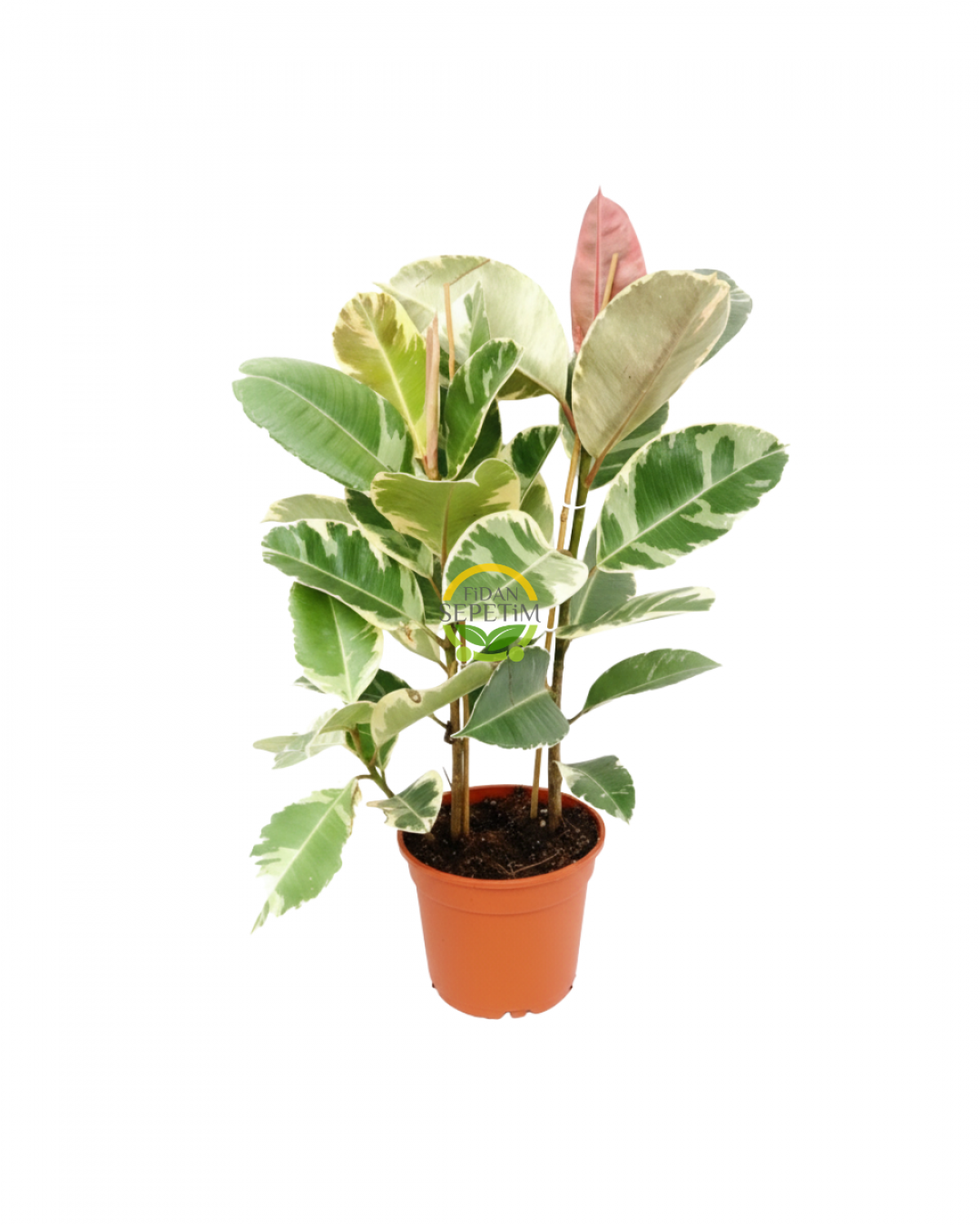 Alacalı Kauçuk Çiçeği 2 Gövdeli 80-100cm Alacalı Kauçuk Çiçeği 2 Gövdeli 80-100cm