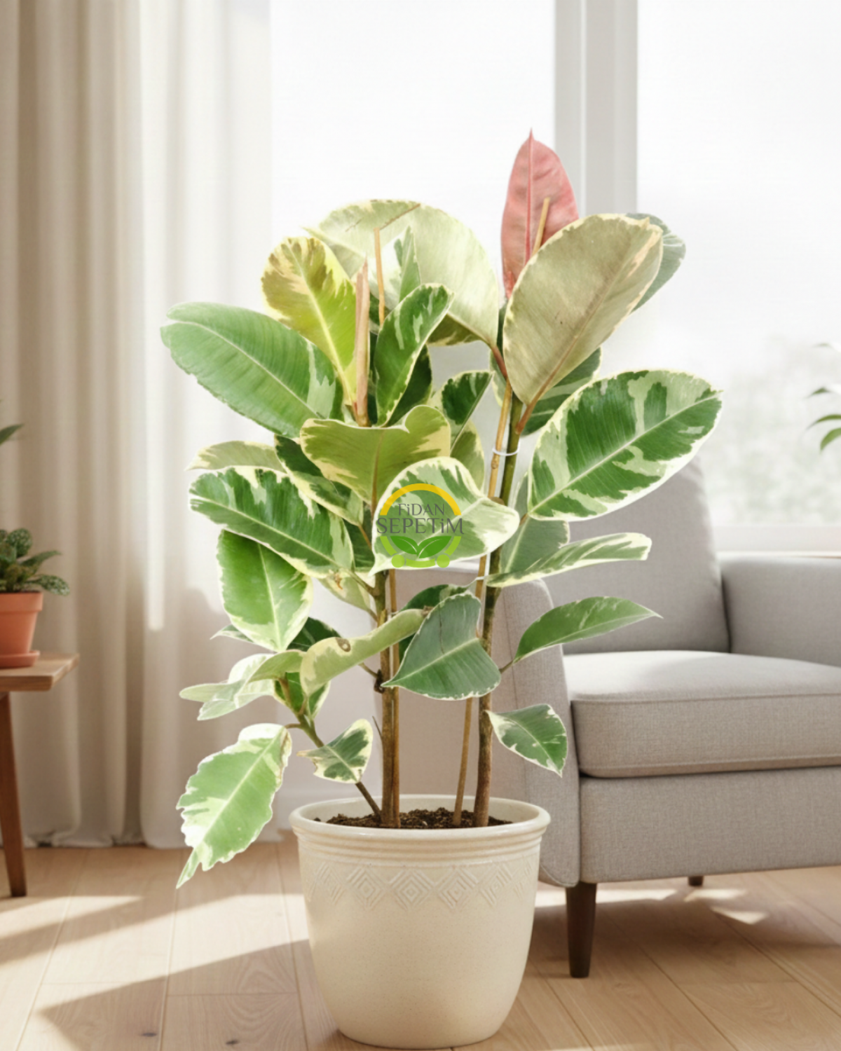 Alacalı Kauçuk Çiçeği 2 Gövdeli 80-100cm