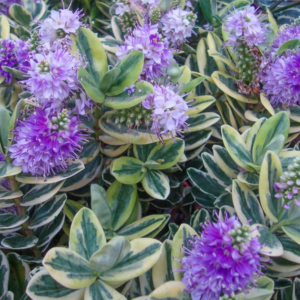 Alacalı Mor Çiçekli Yavşan Otu Fidesi 'Hebe Variegata' 3 Adet Alacalı Mor Çiçekli Yavşan Otu Fidesi 'Hebe Variegata' 3 Adet