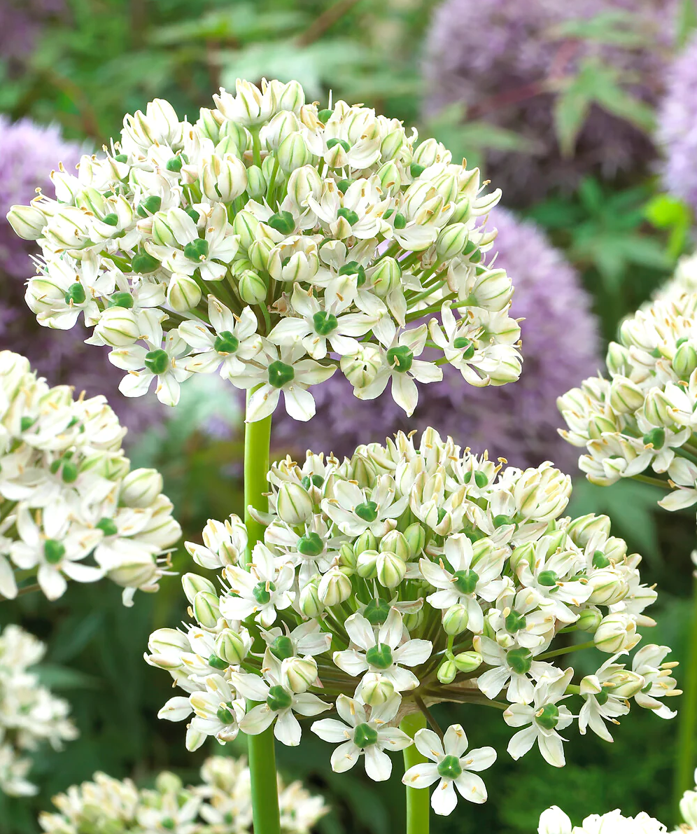 Allium Multibulbosum Lale Soğanı 10 Adet