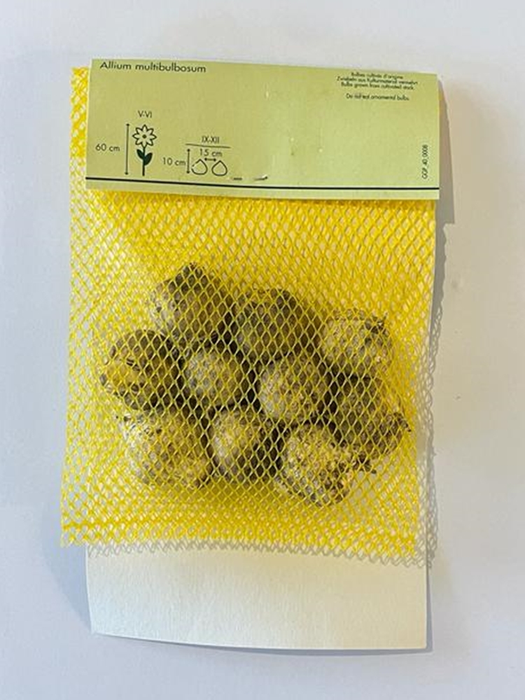 Allium Multibulbosum Lale Soğanı 10 Adet