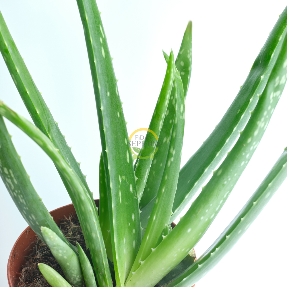 Aloe Vera Bitkisi 10'lu Ekonomik Paket