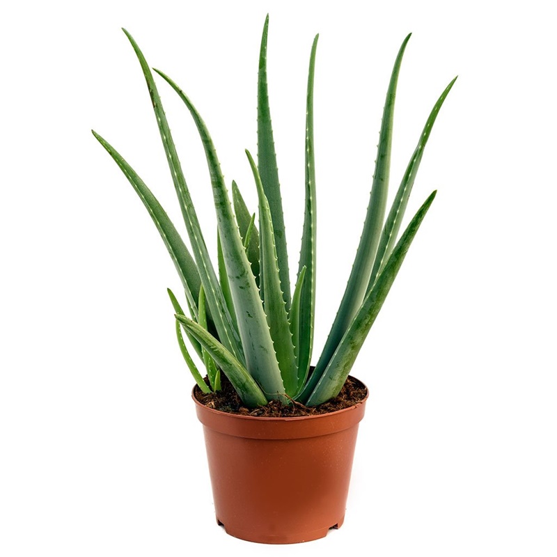 Aloe Vera Bitkisi 5'li Ekonomik Paket Aloe Vera Bitkisi 5'li Ekonomik Paket
