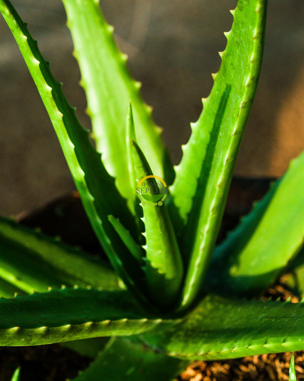 Aloe Vera Bitkisi 5'li Ekonomik Paket