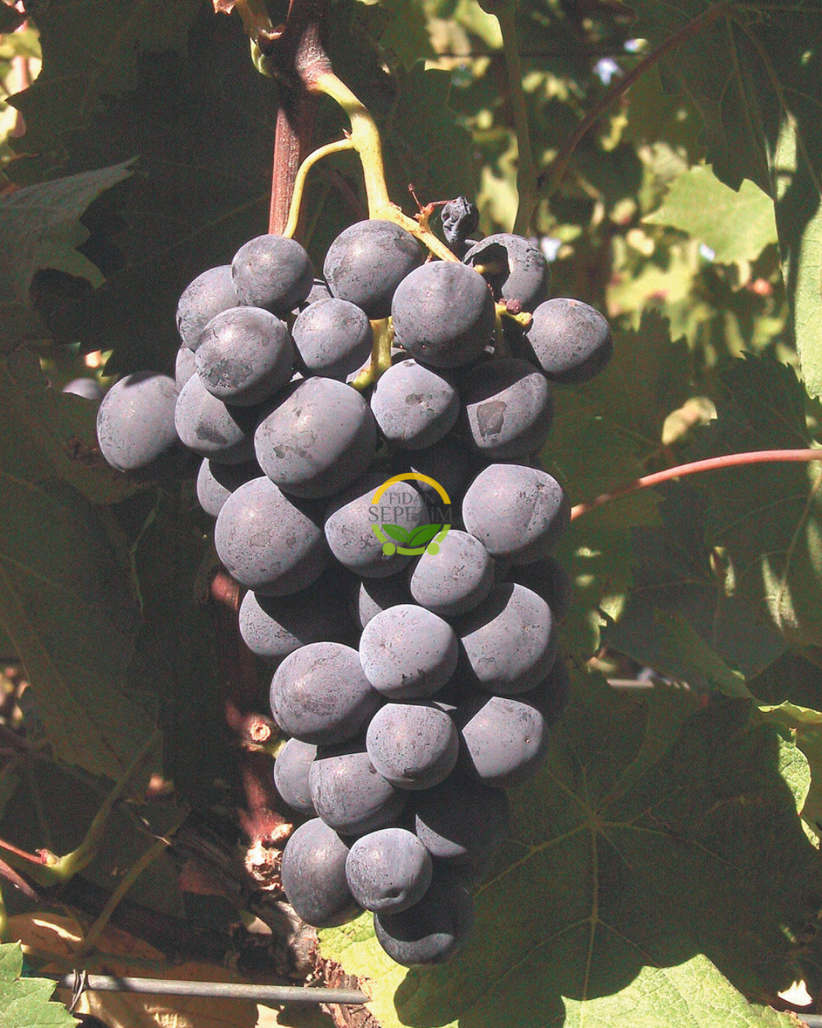 Alphonse Lavallee Üzüm Fidanı 'Açık Kök'