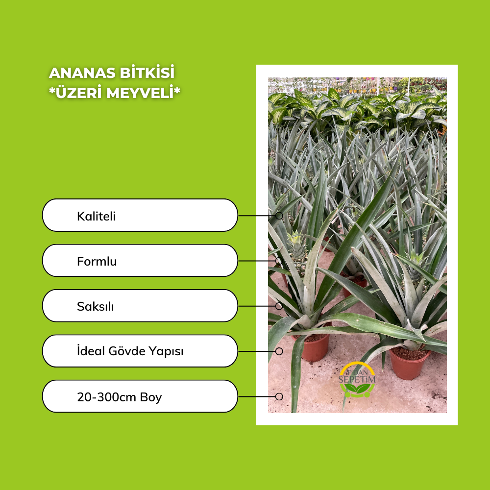 Ananas Bitkisi *Üzeri Meyveli*