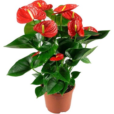 Antoryum Çiçeği 40-50cm
