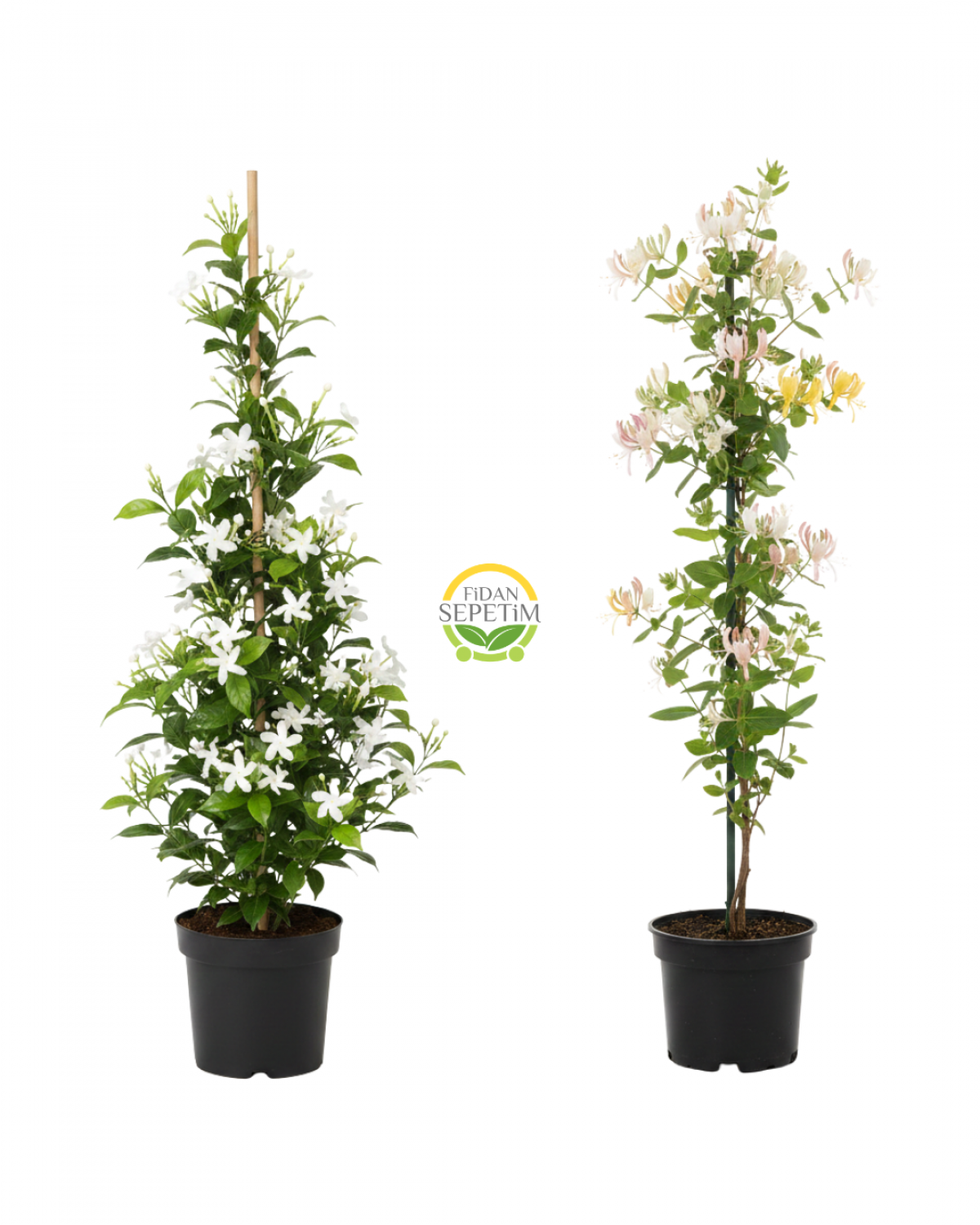 Arap Yasemini & Hanımeli Fidanı Seti (2'li Paket) Arap Yasemini & Hanımeli Fidanı Seti (2'li Paket)