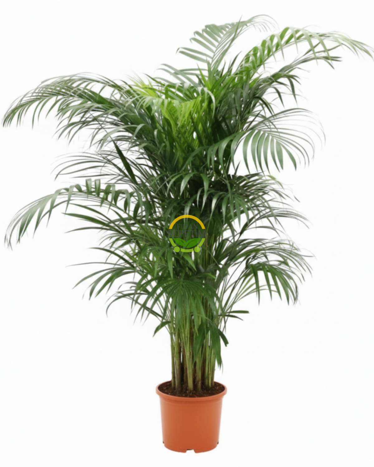 Areca Palmiyesi Bitkisi 120-140cm