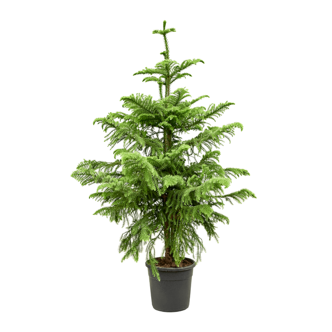 Arokarya Salon Çamı Bitkisi 'Araucaira Heterophylla' Arokarya Salon Çamı Bitkisi 'Araucaira Heterophylla'