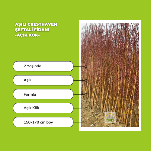 Aşılı Cresthaven Şeftali Fidanı -Açık Kök- Aşılı Cresthaven Şeftali Fidanı -Açık Kök-