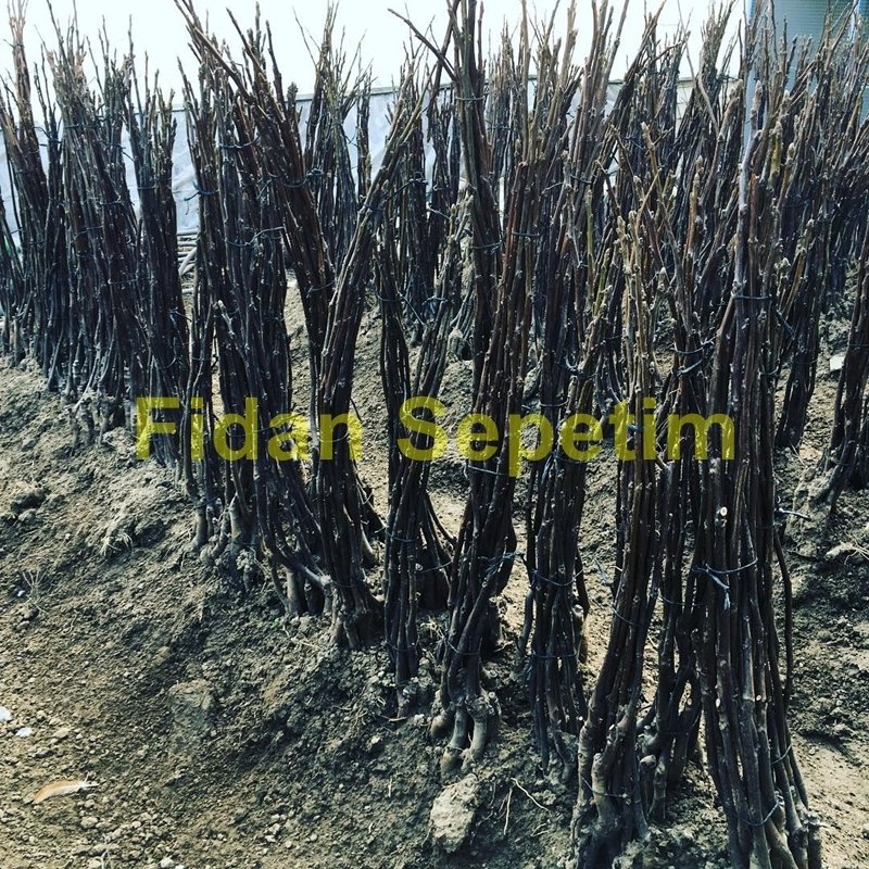 Aşılı Fernette Ceviz Fidanı -Açık Kök- Aşılı Fernette Ceviz Fidanı -Açık Kök-