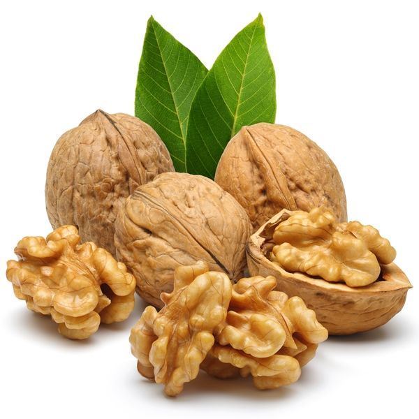 Aşılı Fernor Ceviz Fidanı -Açık Kök- Aşılı Fernor Ceviz Fidanı -Açık Kök-