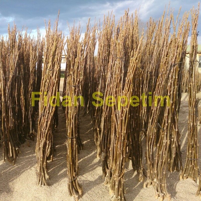 Aşılı Fernor Ceviz Fidanı -Açık Kök- Aşılı Fernor Ceviz Fidanı -Açık Kök-