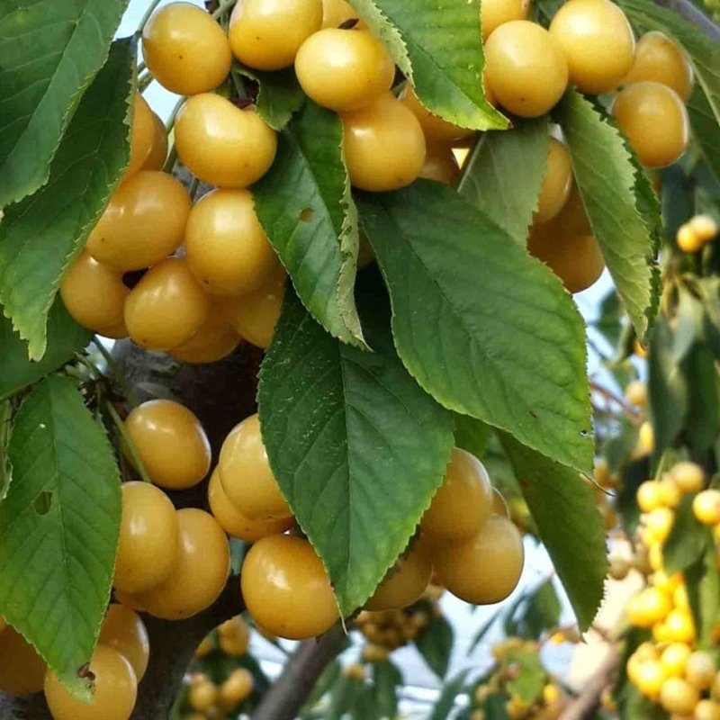 Aşılı Starksgold (Tozlayıcı) Kiraz Fidanı -Açık Kök-