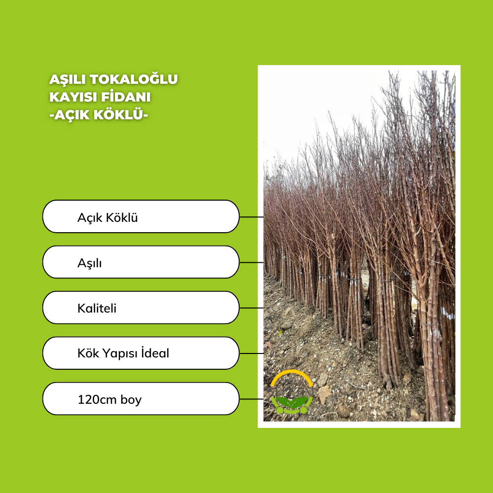 Aşılı Tokaloğlu Kayısı Fidanı -Açık Köklü-