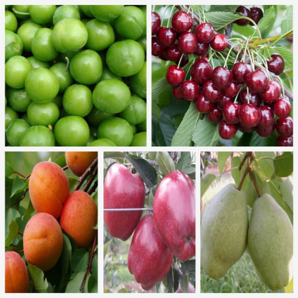 Avantajlı Hobi Bahçesi Seti(Erik/Kiraz/Kayısı/Elma/Armut) Avantajlı Hobi Bahçesi Seti(Erik/Kiraz/Kayısı/Elma/Armut)