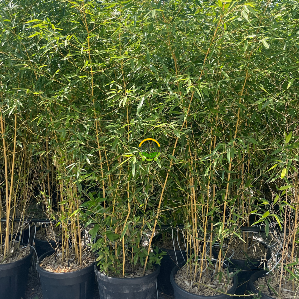 Bambu Bitkisi (Bambusa Aurea) 200cm