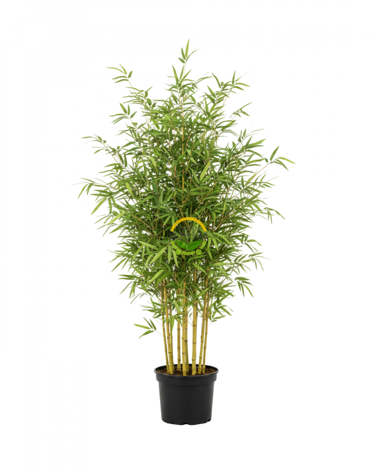 Bambu Bitkisi (Bambusa Aurea) 200cm