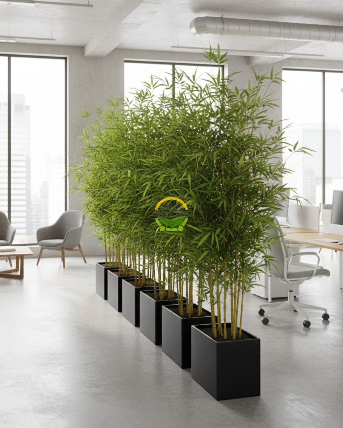 Bambu Bitkisi (Bambusa Aurea) 200cm