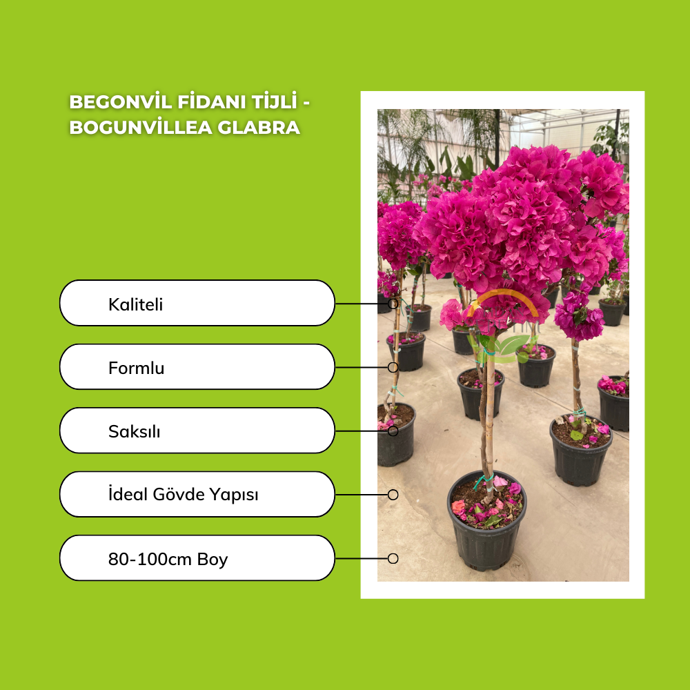 Begonvil Fidanı Tijli - Bogunvillea glabra