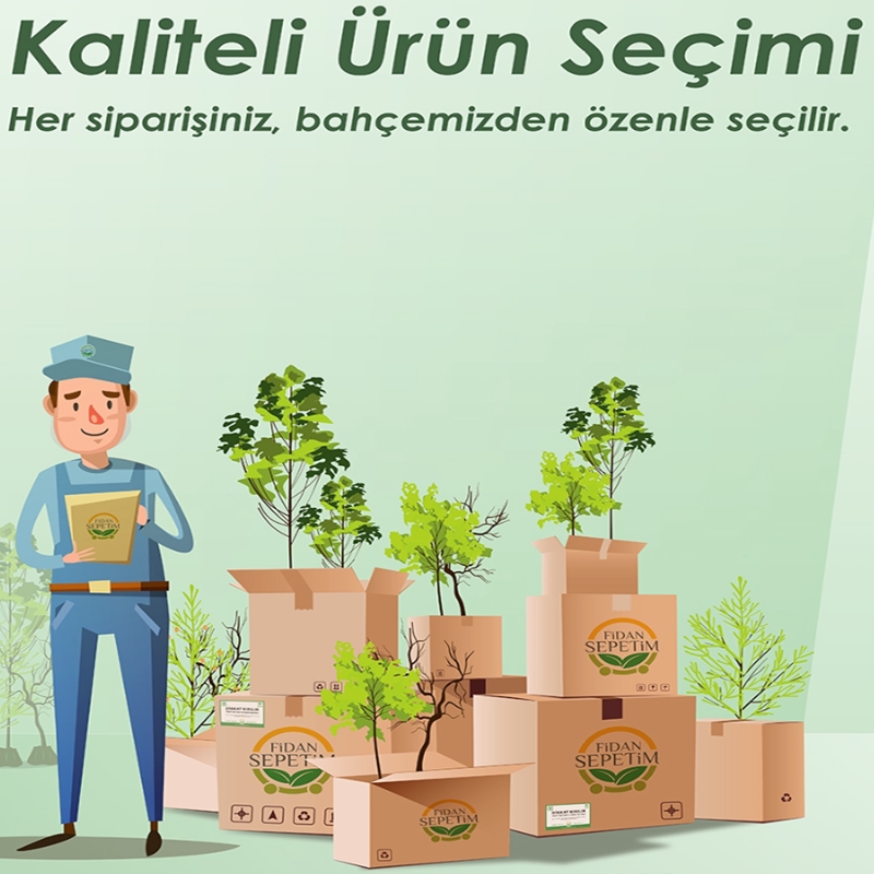 Begonvil Fidanı Top Şekilli- Bogunvillea glabra