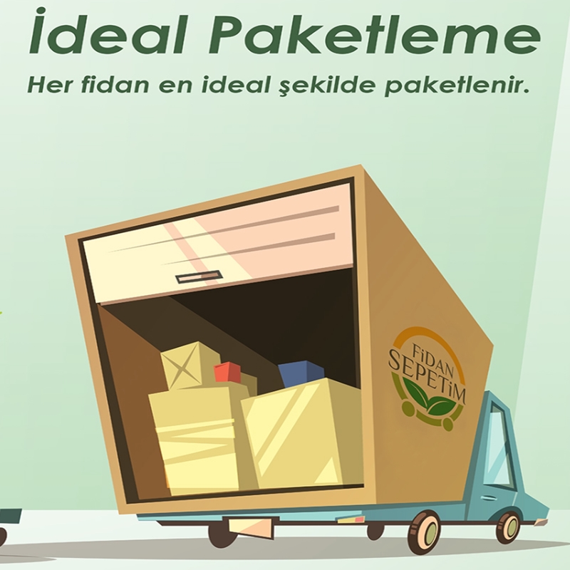 Begonvil Fidanı Top Şekilli- Bogunvillea glabra