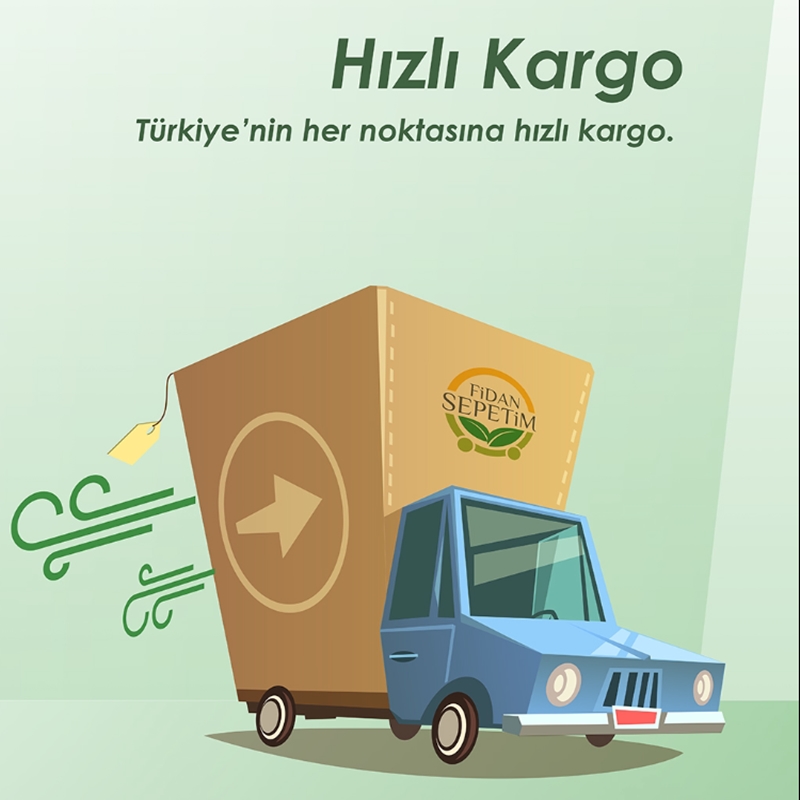 Begonvil Fidanı Top Şekilli- Bogunvillea glabra