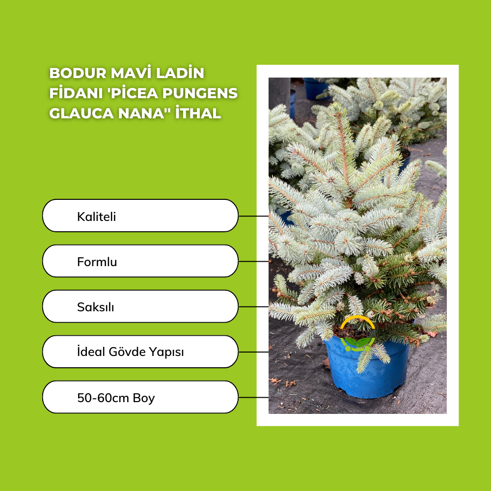 Bodur Mavi Ladin Fidanı 'Picea Pungens Glauca Nana'' İTHAL
