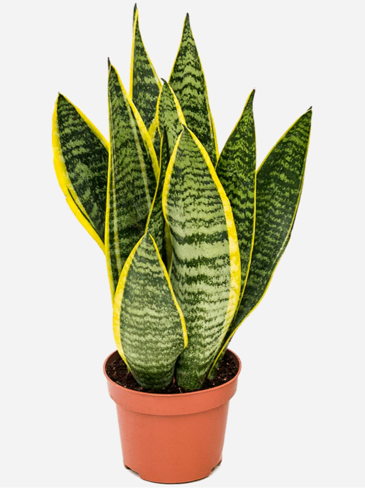 Bodur Paşa Kılıcı Çiçeği Sanseveria 25-30cm Bodur Paşa Kılıcı Çiçeği Sanseveria 25-30cm