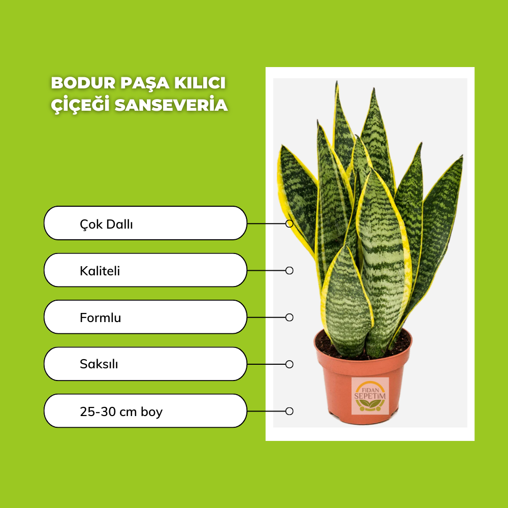 Bodur Paşa Kılıcı Çiçeği Sanseveria 25-30cm Bodur Paşa Kılıcı Çiçeği Sanseveria 25-30cm