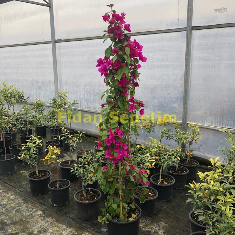 Bogunvillea Qlabra Fidanı Piramit 180 Cm