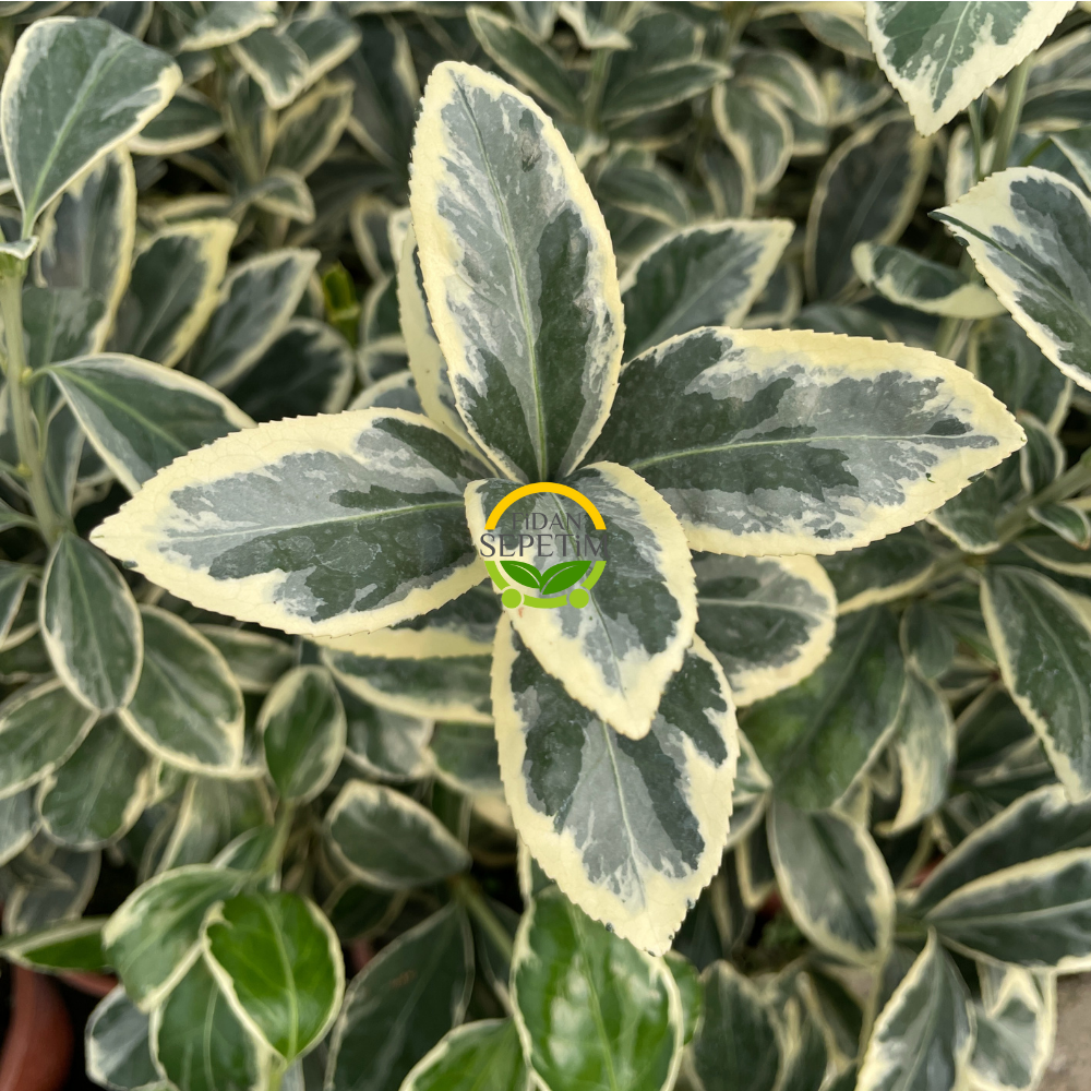 Bravo Taflan Fidanı 'Euonymus japonica Bravo'