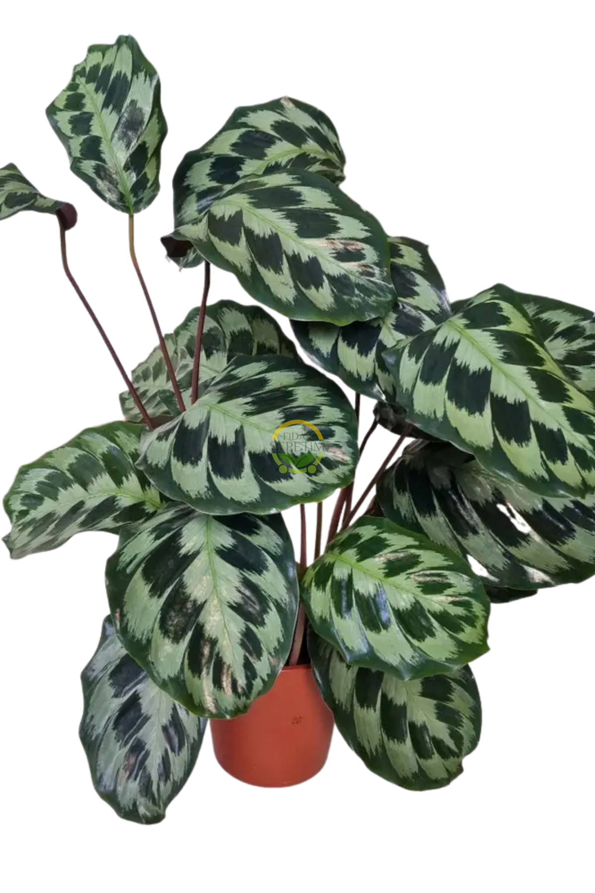 Calathea Helen Kennedy Bitkisi 'Dua Çiçeği'