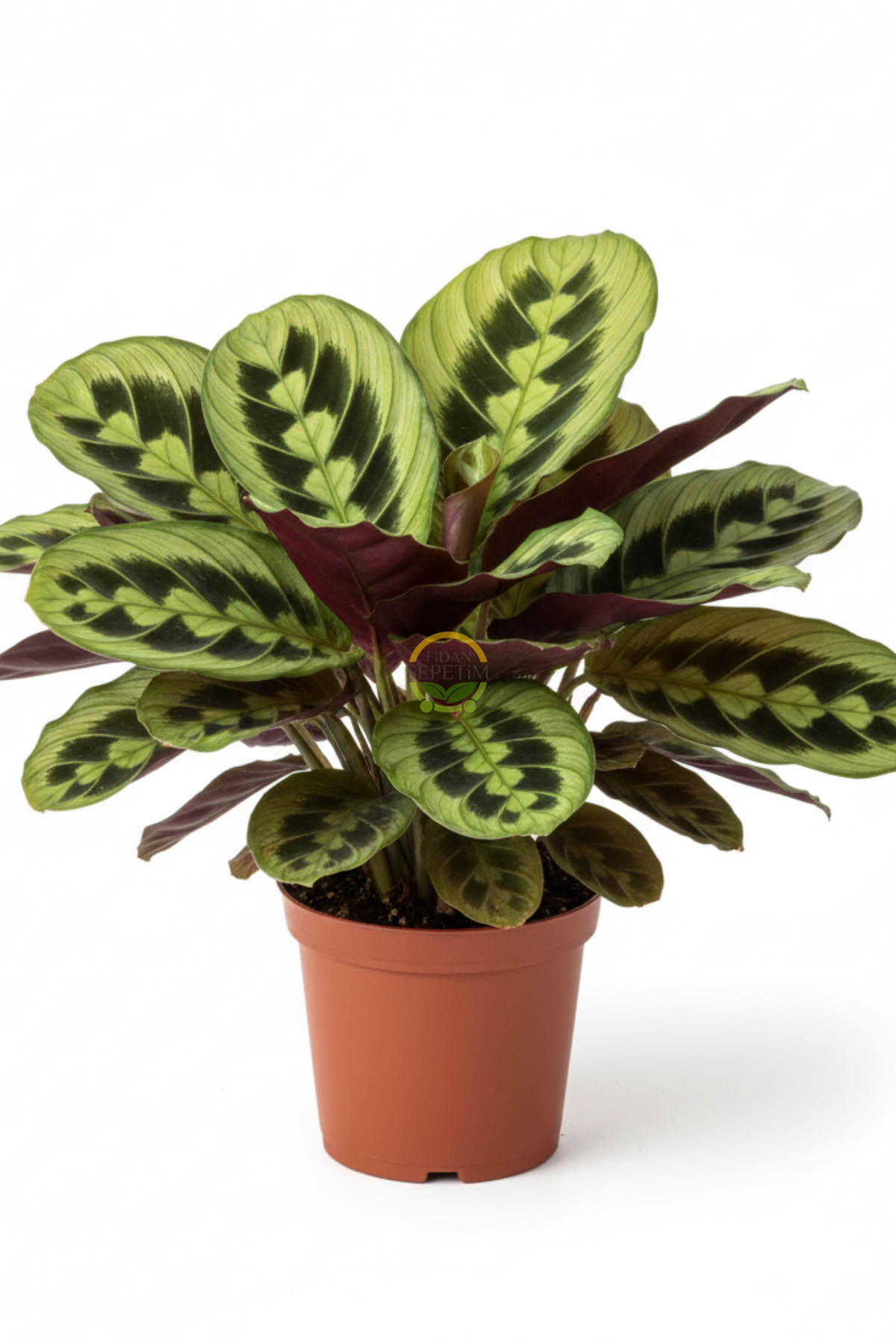 Calathea Maranta Bitkisi 'Dua Çiçeği'