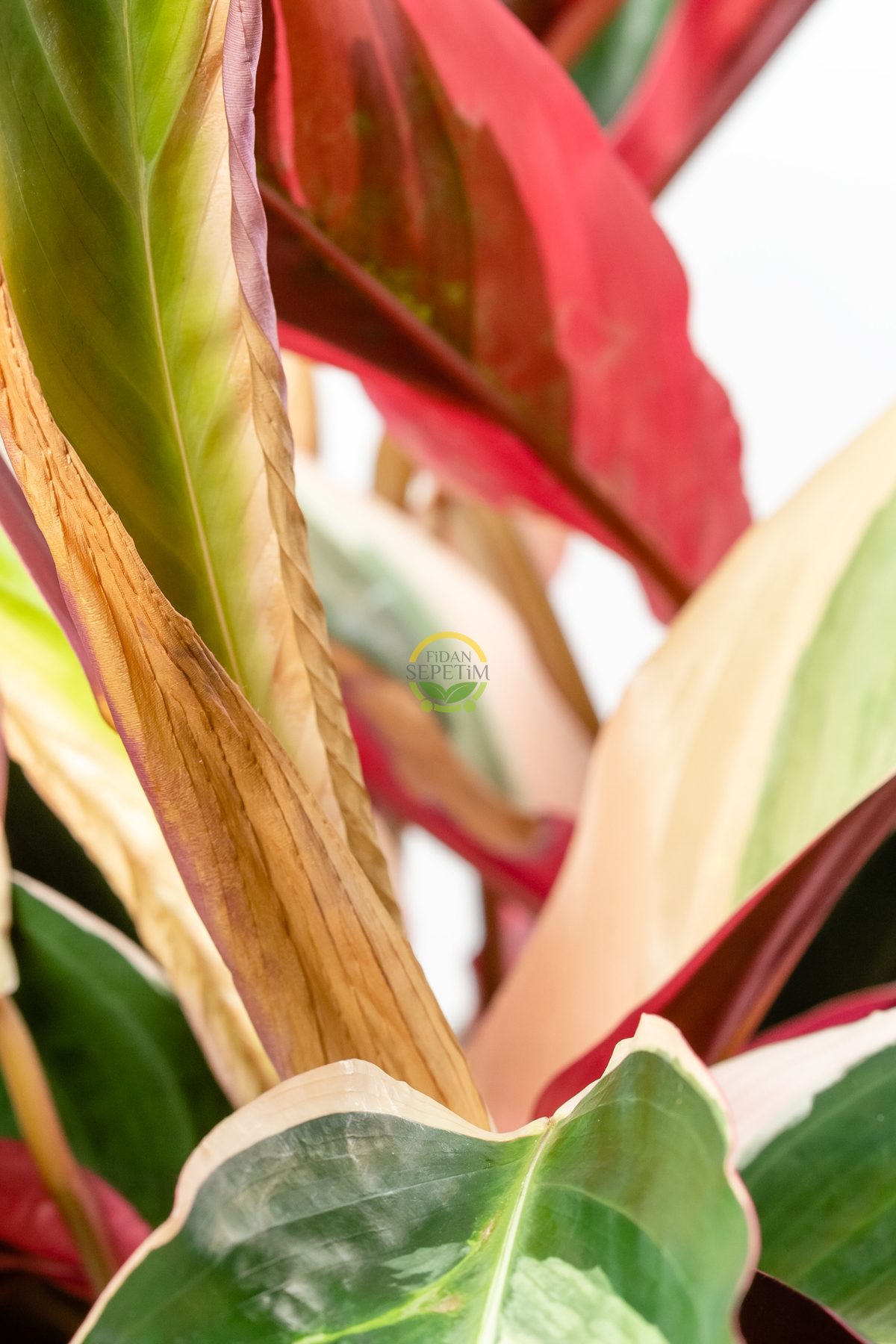 Calathea Triostar Bitkisi 'Dua Çiçeği'