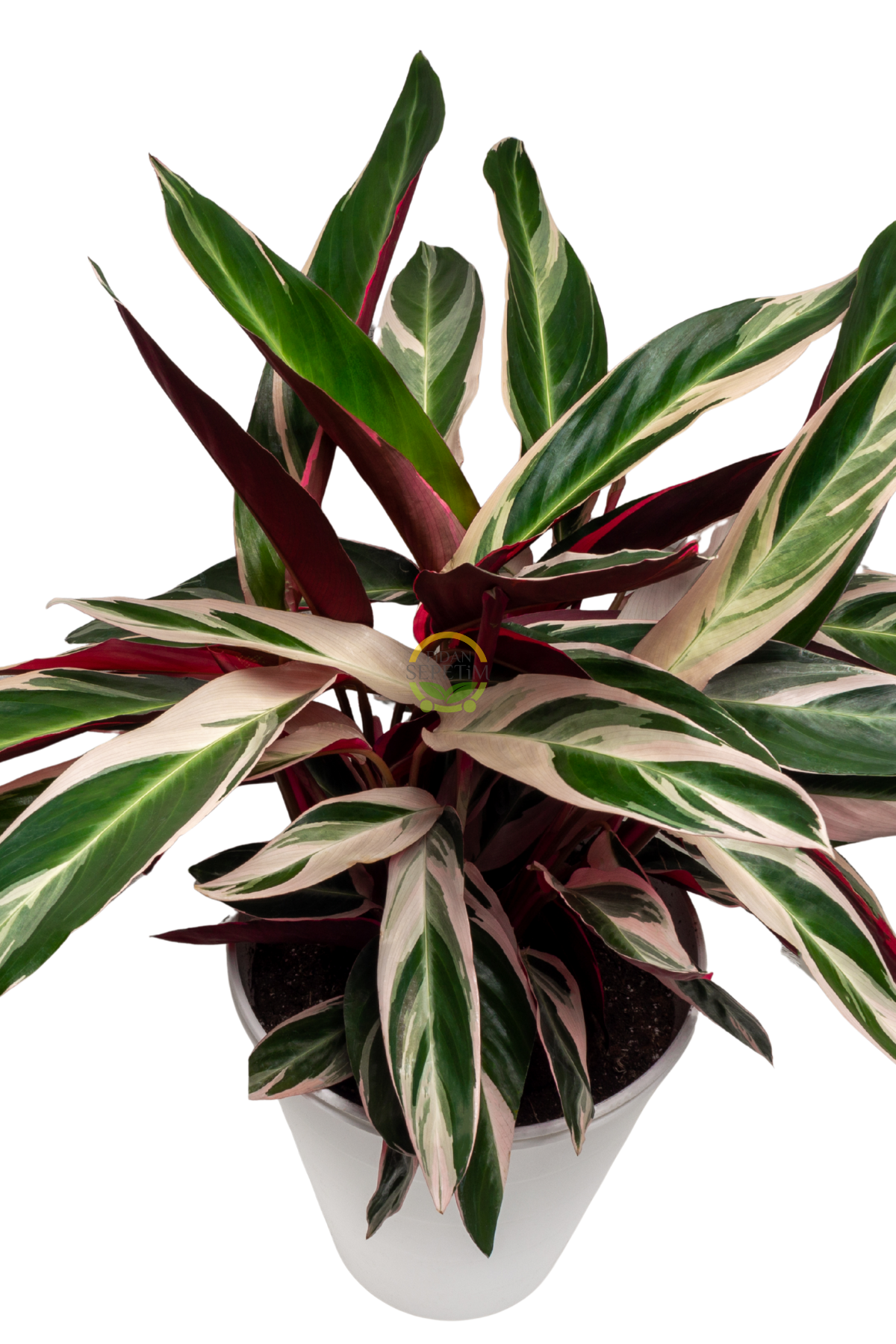 Calathea Triostar Bitkisi 'Dua Çiçeği'